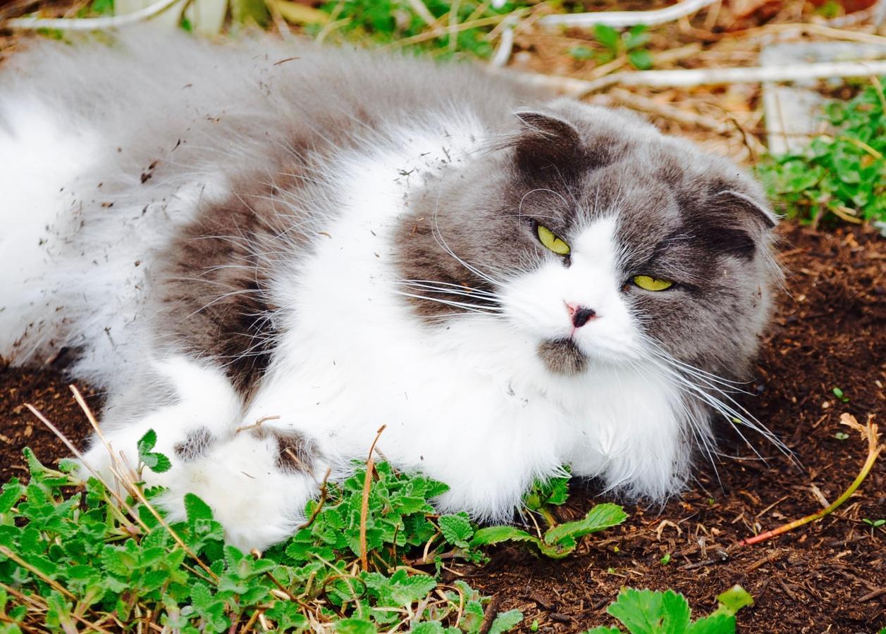 Mt Fuji Cat&Dog&Spa Pension Blue Poppy 富士河口湖 外观 照片
