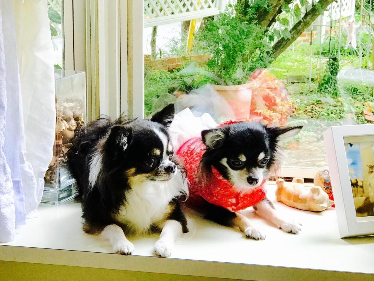 Mt Fuji Cat&Dog&Spa Pension Blue Poppy 富士河口湖 外观 照片